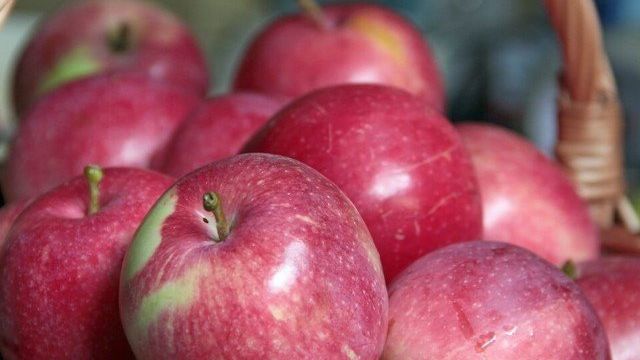 Яблоки Слава победителю — описание и характеристики сорта, посадка и уход, болезни