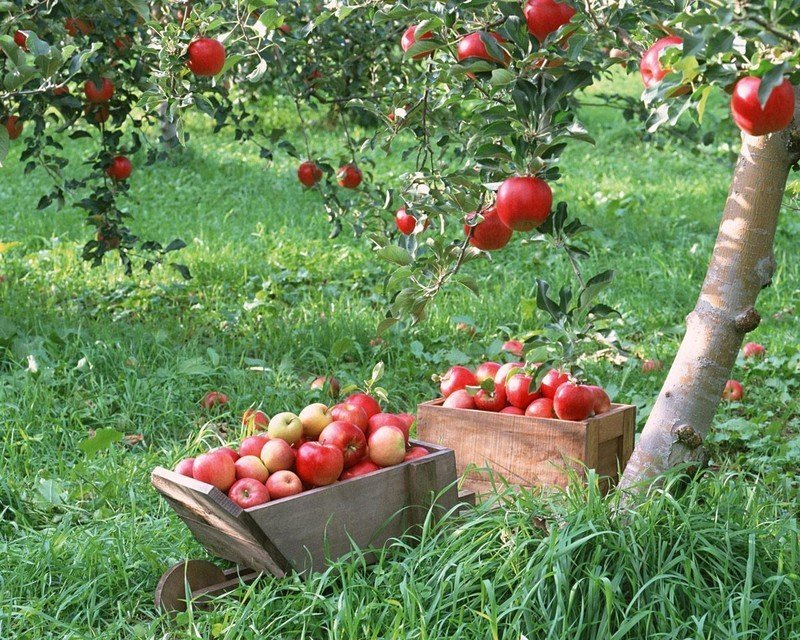 Падают яблоки в саду