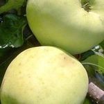 Зимостойкий сорт яблони с непревзойденной длительностью хранения
