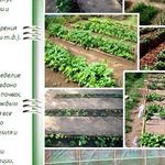Как обустроить огород по Митлайдеру и вырастить по-настоящему богатырские овощи