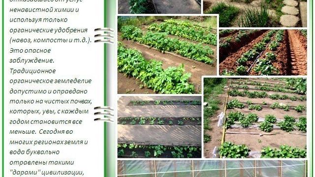 Как обустроить огород по Митлайдеру и вырастить по-настоящему богатырские овощи