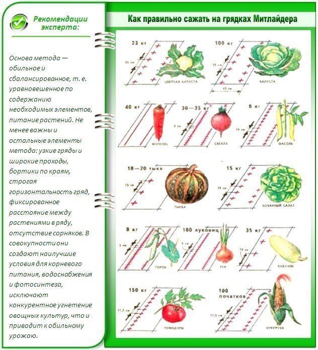 Схема посадки овощей по митлайдеру