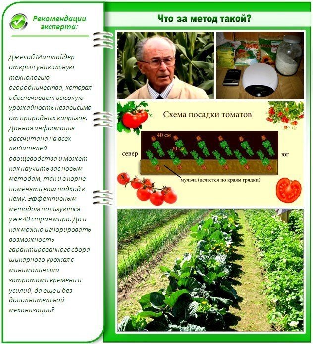 Схема посадки томатов по митлайдеру