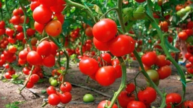 Как подготовить теплицу весной для посадки томатов, подготовка грядок и почвы