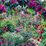 Садовая арка для вьющихся растений: выбор материала, оформление и уход