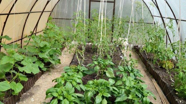 Овощи в теплице: как разместить, чтобы растениям было комфортно