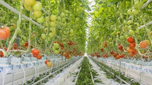 Как выращивать помидоры на гидропонике