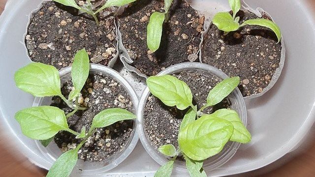 Выращивание баклажанов без пикировки – что любят баклажаны при выращивании