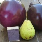 Описание и выращивание баклажана «Толстый барин»