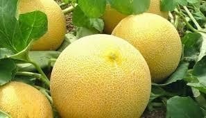Дыня лимонная