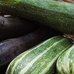 Что такое кабачки цуккини: знакомимся с видом, выращиваем на своем участке и используем для вкусных блюд