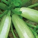 Кабачок Грибовский: описание сорта, выращивание и уход, вредители и болезни