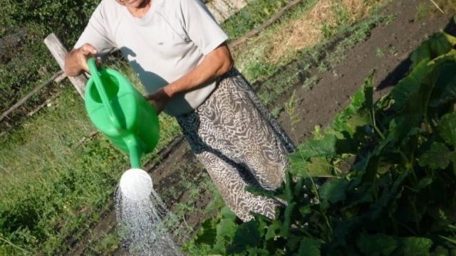 Как часто поливать кабачки: правила для саженцев в открытом грунте, любит ли растение холодную воду