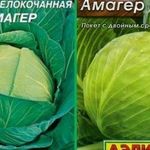Капуста белокочанная Амагер: описание, секреты успешного выращивания