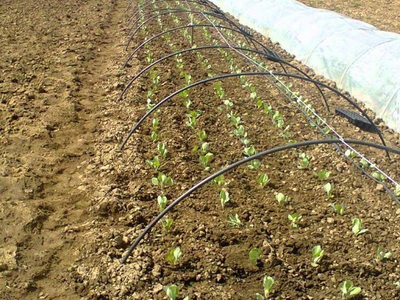 Выращивание капусты под пленкой