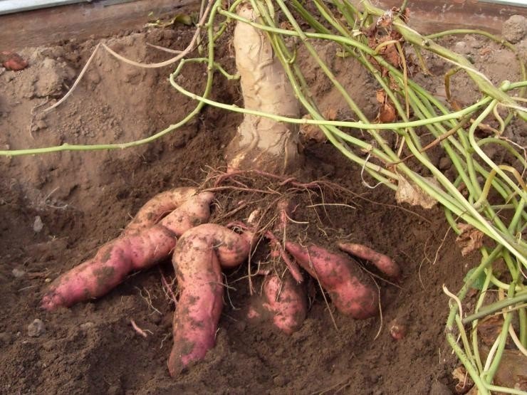 Сладкий картофель северный батат выращивание