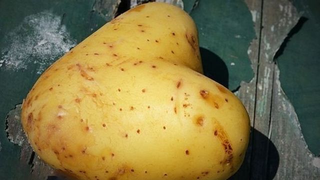 История появления картофеля