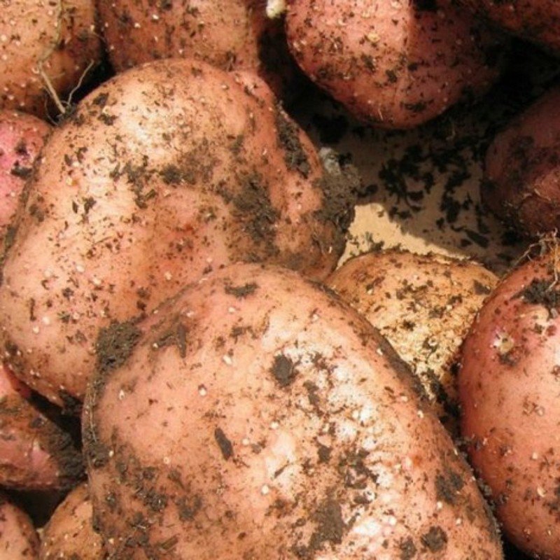 Картофель сорта ильинский