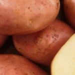 Картофель Ильинский: характеристики сорта, урожайность, отзывы
