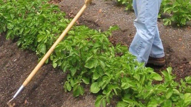 Кемеровчанин: описание сорта картофеля, характеристики, агротехника