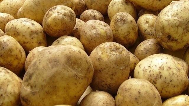 О картофеле Никулинский: описание сорта, характеристики, агротехника