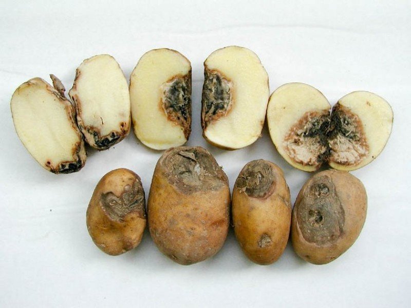 Фомоз картофеля
