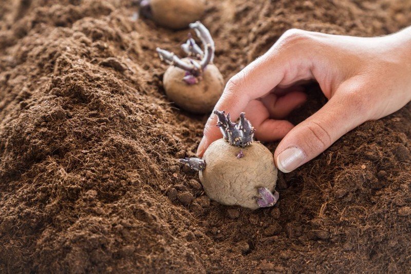 Почва для картофеля