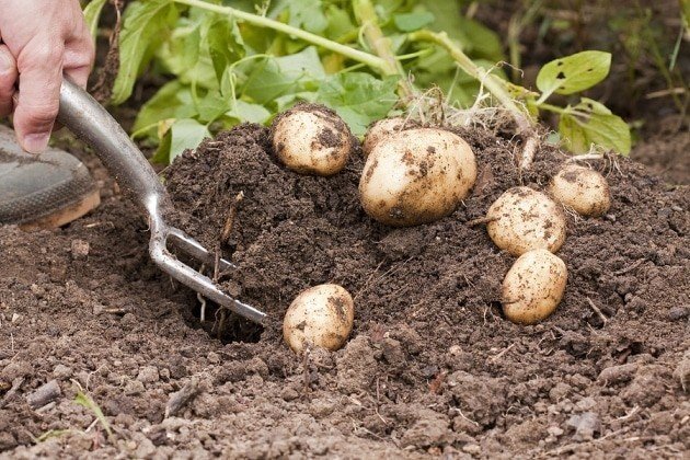 Выкапывание картофеля
