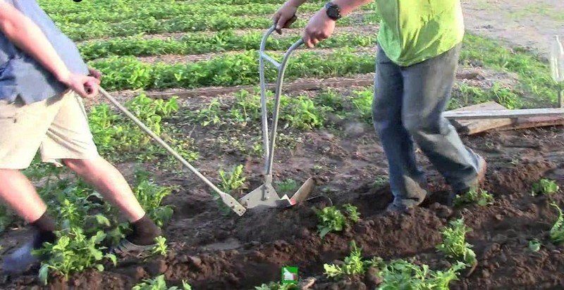 Чудо лопата для посадки картофеля