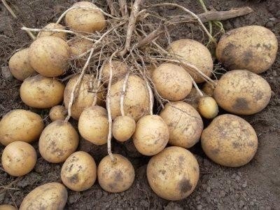 Сорта картофеля сеянец