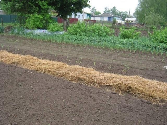 Схема посадки картофеля под солому