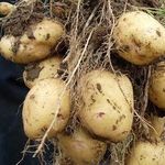 Посадка и выращивание картофеля по голландской технологии