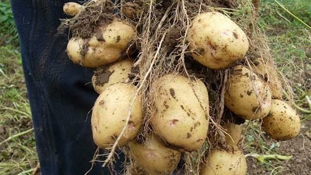 Голландский способ посадки и выращивания картофеля