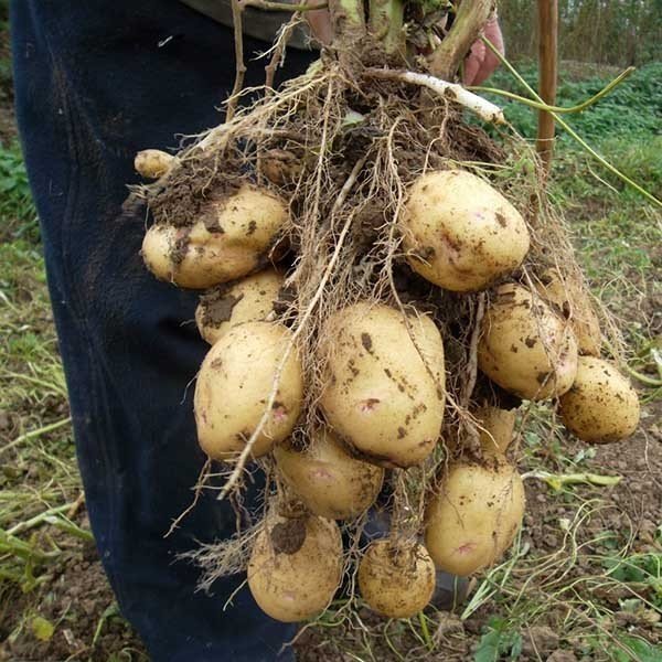 Сорт картофеля банба