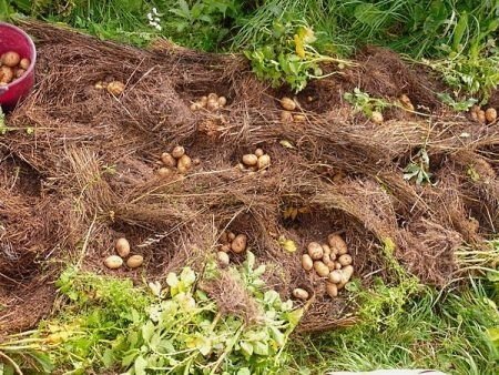 Посадка картофеля в гребни под солому