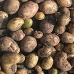 Сорт картофеля Луговской: описание и характеристика, отзывы