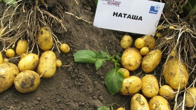Сорт картофеля Наташа: описание и характеристика, отзывы
