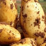 Сорт картофеля Сорокодневка: описание и характеристика, отзывы