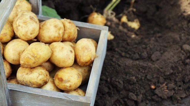 Способы выращивание картофеля