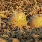 Выращивание картофеля: бизнес на пять с плюсом