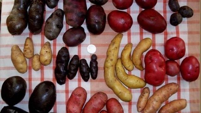 Замечательный «фермерский» сорт картофеля «Сиреневый туман» — описание и характеристики