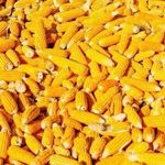 Как и когда сажать кукурузу подмосковье