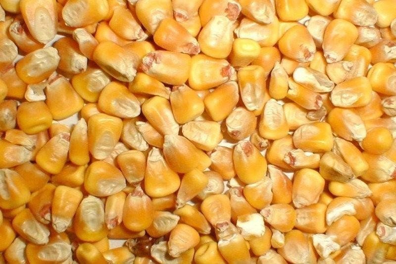Зерна кукурузы для попкорна