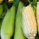 Как сварить очищенную кукурузу в микроволновке