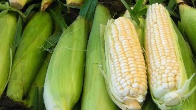 Как сварить очищенную кукурузу в микроволновке