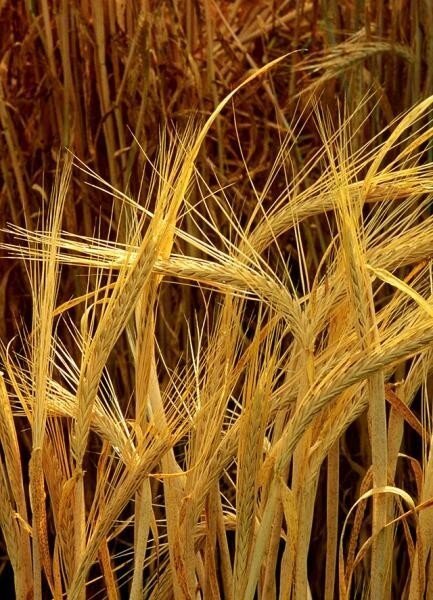 Пшеница рожь ячмень