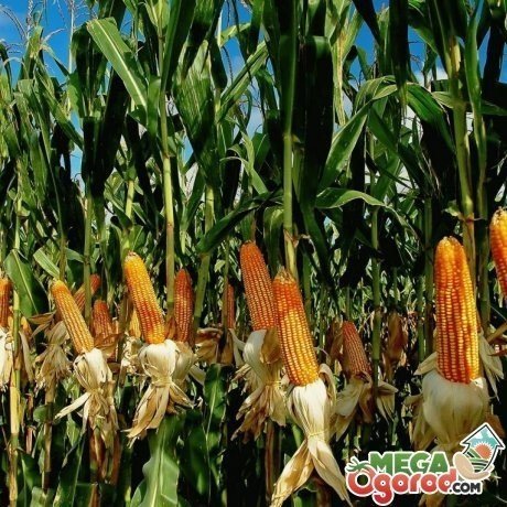 Гибриды кукурузы зигмунд поле