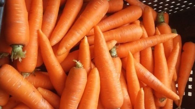 Что делать, если морковь не сладкая и не сочная и почему так происходит