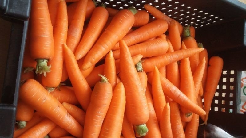 Сорт моркови нандрин