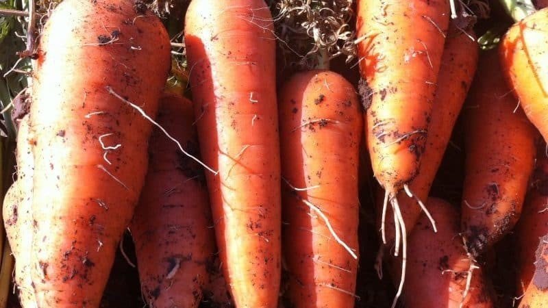Сорт моркови найроби
